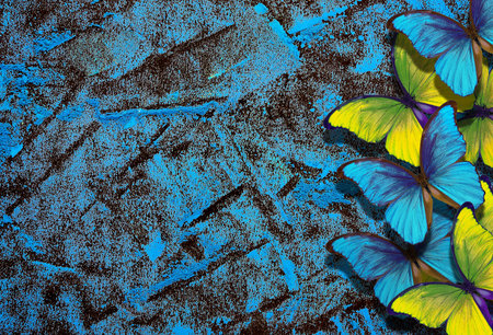 blue abstract background. photo of blue pastel stains on black. bright morpho butterflies on a blue...