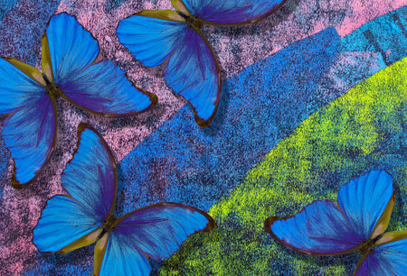 blue tropical morpho butterflies on colorful pastel backgroundの写真素材