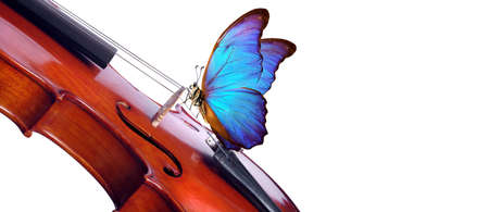 violin isolated on white close up. beautiful blue butterfly morpho on violin. music concept. copy spacesの写真素材