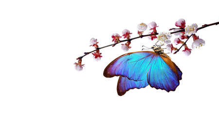 bright blue morpho butterfly on white spring flowers. apricot blossom branch isolated on white. copy spaceの写真素材