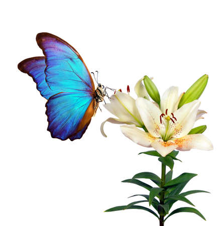 bright blue tropical morpho butterfly on white lily flowers. butterfly and flowers isolated on white.の写真素材