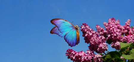 purple lilac and colorful morpho butterfliy against the blue sky. colorful blue butterfly flying...