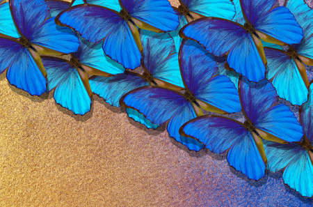 Blue abstract texture background. Butterfly Morpho. Wings of a butterfly Morpho. Flight of bright blue butterfliesの写真素材