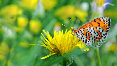 butterfly on flowers. bright red butterfly on blooming dandelionsの写真素材
