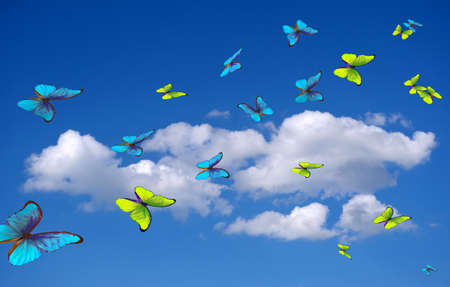 bright butterflies flying in the blue sky with clouds. flying blue and yellow butterflies. colorful morpho butterflies.の写真素材