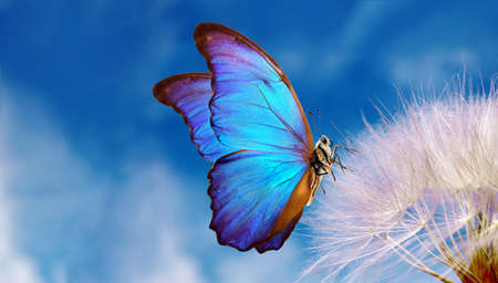 Natural pastel background. Morpho butterfly and dandelion. Seeds of a dandelion flower on a background of blue sky with clouds. Copy spacesの写真素材