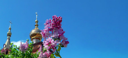 blooming lilac bush against the background of the temple and the blue sky. branch of blooming lilac....