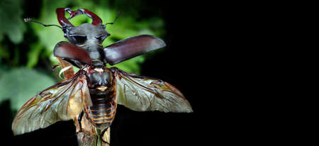 stag beetle with open wings in an oak forest. close up. copy spaceの写真素材