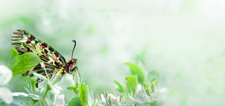colorful butterfly on a branch of blooming sakura. pastel spring background. blooming gardens....