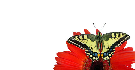 colorful swallowtail butterfly on bright red gerbera flower isolated on white. copy space