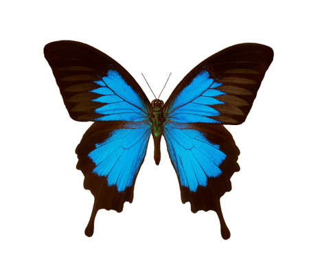 Butterfly Ulysses isolated on a white. Colorful tropical butterfly.の写真素材