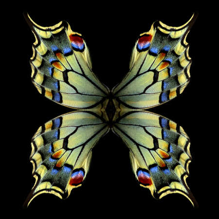 Natural abstract pattern. Wings of Swallowtail butterfly. Closeup. Wings of a butterfly texture background.の写真素材