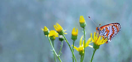 colorful orange butterfly sitting on yellow flowers on the field. copy space. butterfly on flowers. selective focusの写真素材