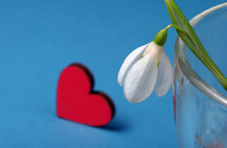 spring concept. symbol of love and spring. white snowdrop flower and heart. close upの写真素材