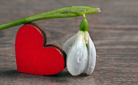 spring concept. symbol of love and spring. white snowdrop flower in water drops and heart.の写真素材