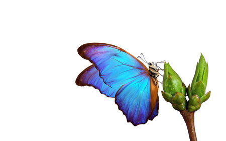 bright blue tropical morpho butterfly on young green blossoming leaves isolated on white. spring...