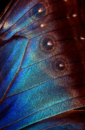 Wings of a butterfly Morpho texture background. Morpho butterfly.の写真素材