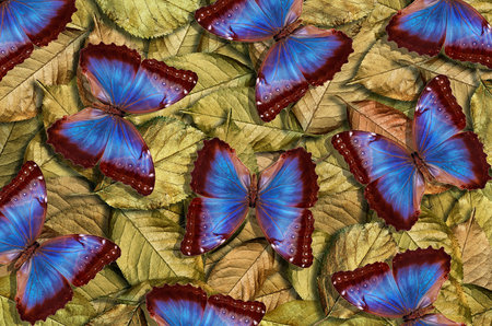 Gold and blue natural background. Bright colorful blue butterflies on golden leaves. golden fallen...