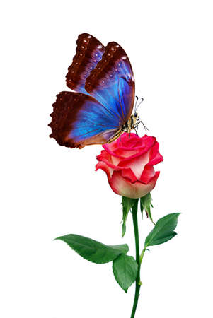 colorful blue morpho butterflies on red roses isolated on white. beautiful butterflies on flowersの写真素材