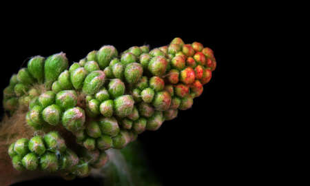 inflorescence of chestnut flower close-up.の写真素材
