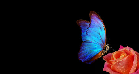 bright blue tropical morpho butterfly on red rose in water drops isolated on black. copy space