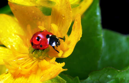 ladybug on flowers in water drops. ladybug and spring flowersの写真素材