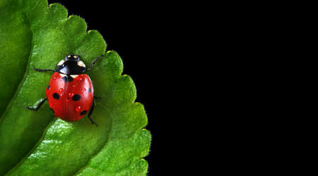 ladybug in drops of water on a green leaf. copy space. selective focusの写真素材