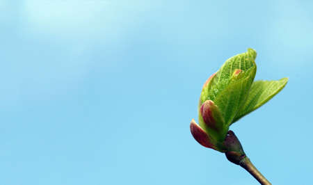 spring background. young green leaves on a branch against a blue sky. copy spaceの写真素材