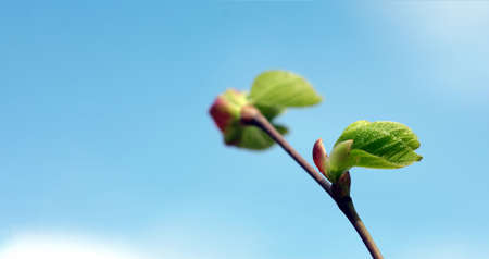 spring background. young green leaves on a branch against a blue sky. copy spaceの写真素材