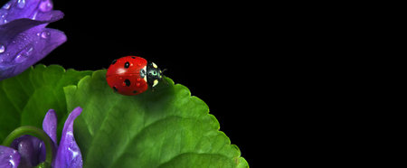 ladybug on flowers in water drops. ladybug and spring flowers