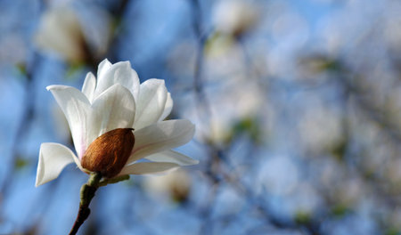 blooming white magnolia against the blue sky. trees blooming in spring