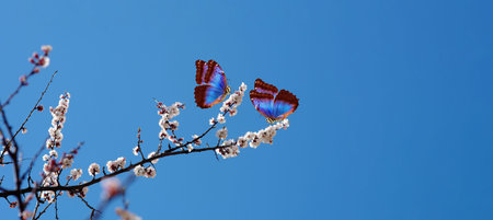 blossoming apricot. branch of blossoming apricot and bright blue morpho butterflies against blue sky