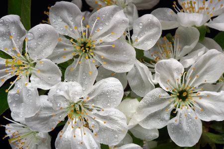 cherry blossom branch isolated on black. blooming sakura close-up.の写真素材