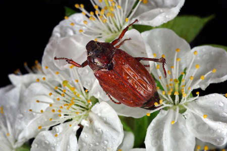 Chafer. May beetle on cherry blossoms close-upの写真素材
