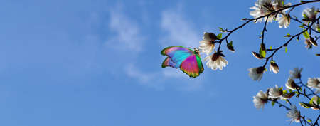 branches of blooming white magnolia and tropical morpho butterfly on a background of blue sky with clouds. trees blooming in springの写真素材