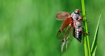 Chafer. May beetle with open wings on a blade of grass. copy space