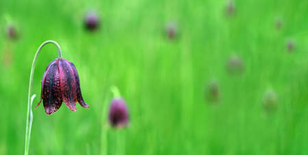 wild purple tulip on a green meadow. copy spaceの写真素材