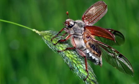 Chafer. May beetle with open wings on a blade of grass.