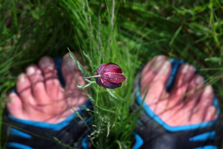 walking on the grass. feet of a man walking in a field with tulipsの写真素材