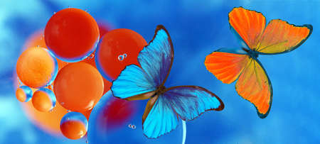 blue tropical morpho butterflies on abstract blurred background.の写真素材