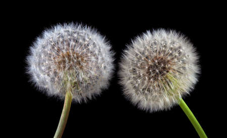 two white fluffy dandelions close up isolated on blackの写真素材