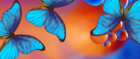 blue tropical morpho butterflies on abstract blurred background.