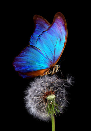 bright blue morpho butterfly on dandelion seeds isolated on black. close up. blue butterfly on white fluffy dandelion. copy spaceの写真素材