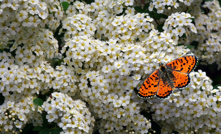 bright red butterflies on white flowers in the garden.
