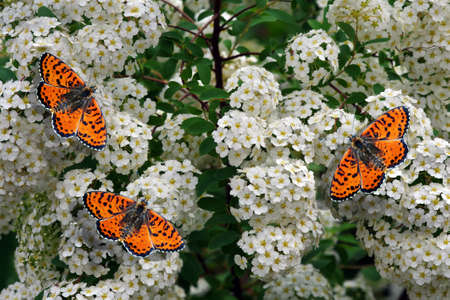 bright red butterflies on white flowers in the garden.の写真素材