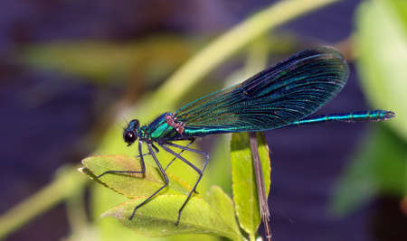 river bright blue dragonfly close up.の写真素材