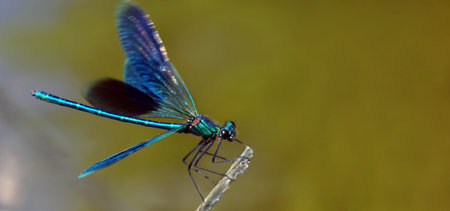 river bright blue dragonfly close up.