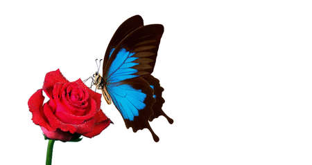 bright blue Ulysses butterfly on red rose in water drops isolated on white. copy spaceの写真素材