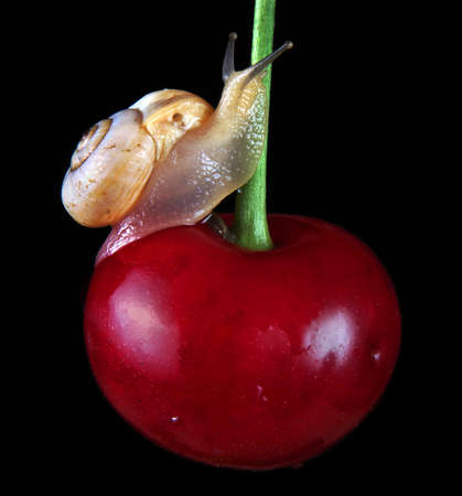 healthy ecological natural food concept. small snail on a ripe cherry.の写真素材
