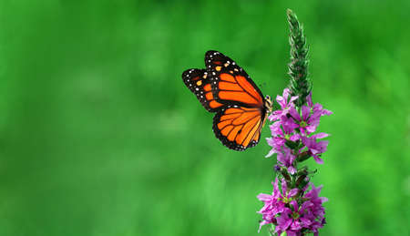 colorful monarch butterfly on purple flowers. butterfly on flowersの写真素材